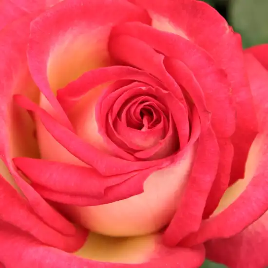 Comanda trandafiri online - Galben - Portocaliu - trandafir teahibrid - trandafir cu parfum intens - Rosa Susan Massu® - Reimer Kordes - ,-